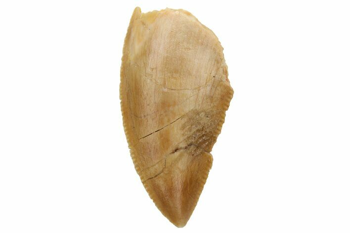 Serrated, Raptor Tooth - Real Dinosaur Tooth #230853